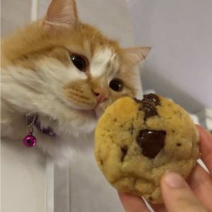 Meet your Posher, Lulu